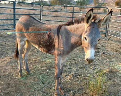 Donkey Healing Following Latest Bow Assault on Wild Burros in California